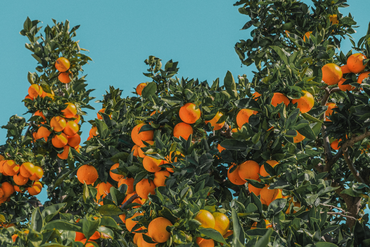 Orangenbäume