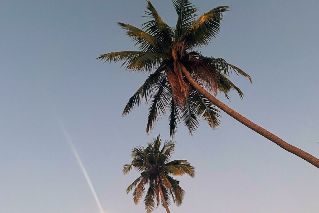 Palmen auf Koh Samui