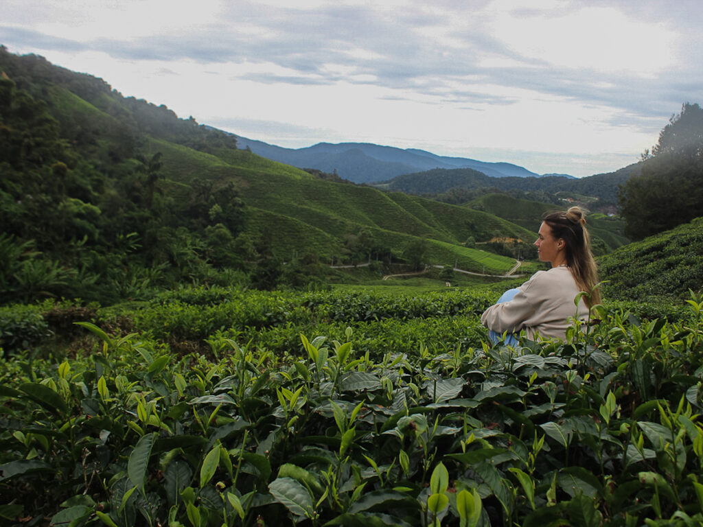 Malaysia_Cameron Highlands_Teeplantage