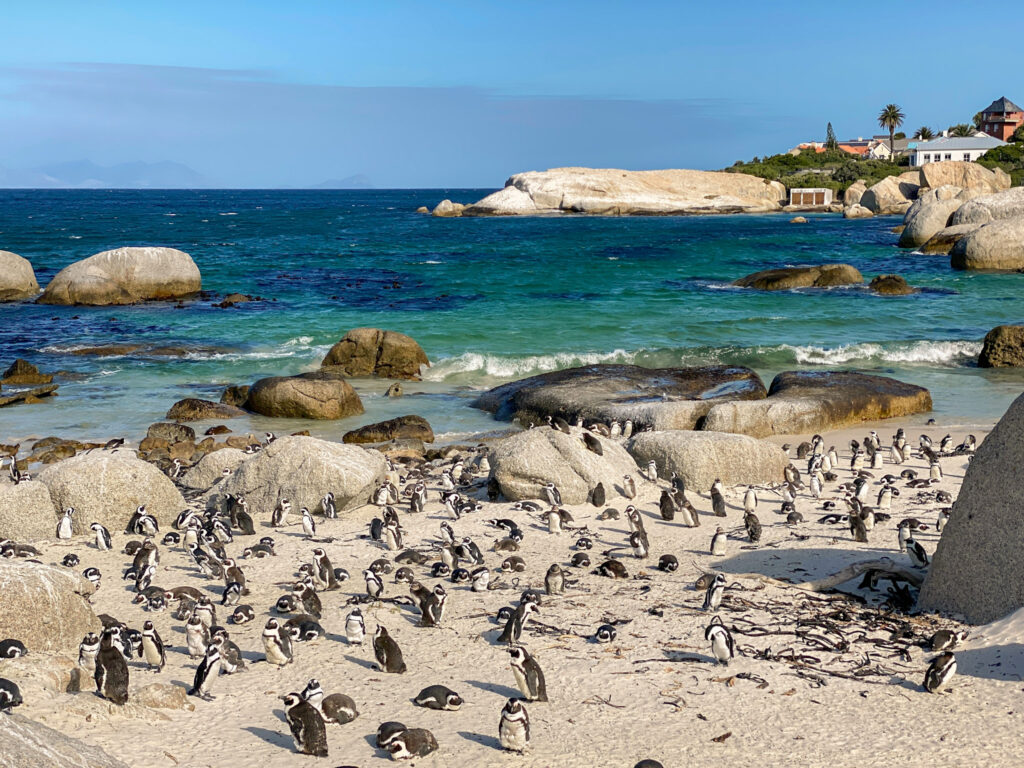 Pinguine am Boulders Beach