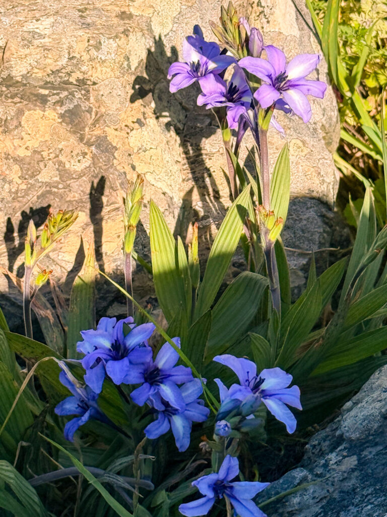 Flora Kapstadt